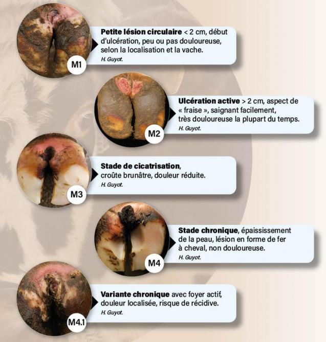 43-graph-mortellaro-web(1)