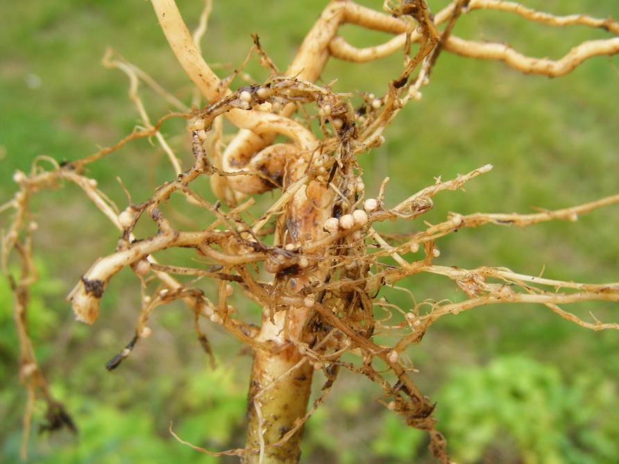 La capture de l'azote de l'air au niveau des nodosités sur les racines de Papillonnacées (ici, le haricot) n'est possible que si les échanges d'air entre le sol et l'atmosphère sont aisés et intenses. La structure du sol doit être parfaite pour que cette capture soit performante.