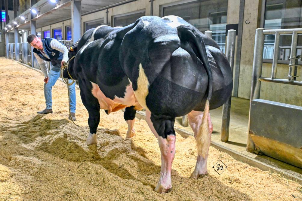 Zeus de Dessous la Ville (p. Cachemire).