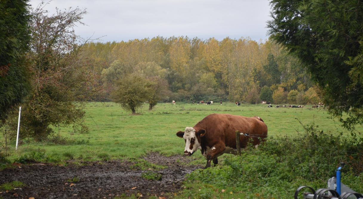Le troupeau compte des Normandes, race rustique adaptée aux foins tardifs et aux terrains humides, quelques Charolaises et Blondes d’Aquitaine ainsi  que deux ou trois Galloways écossaises.