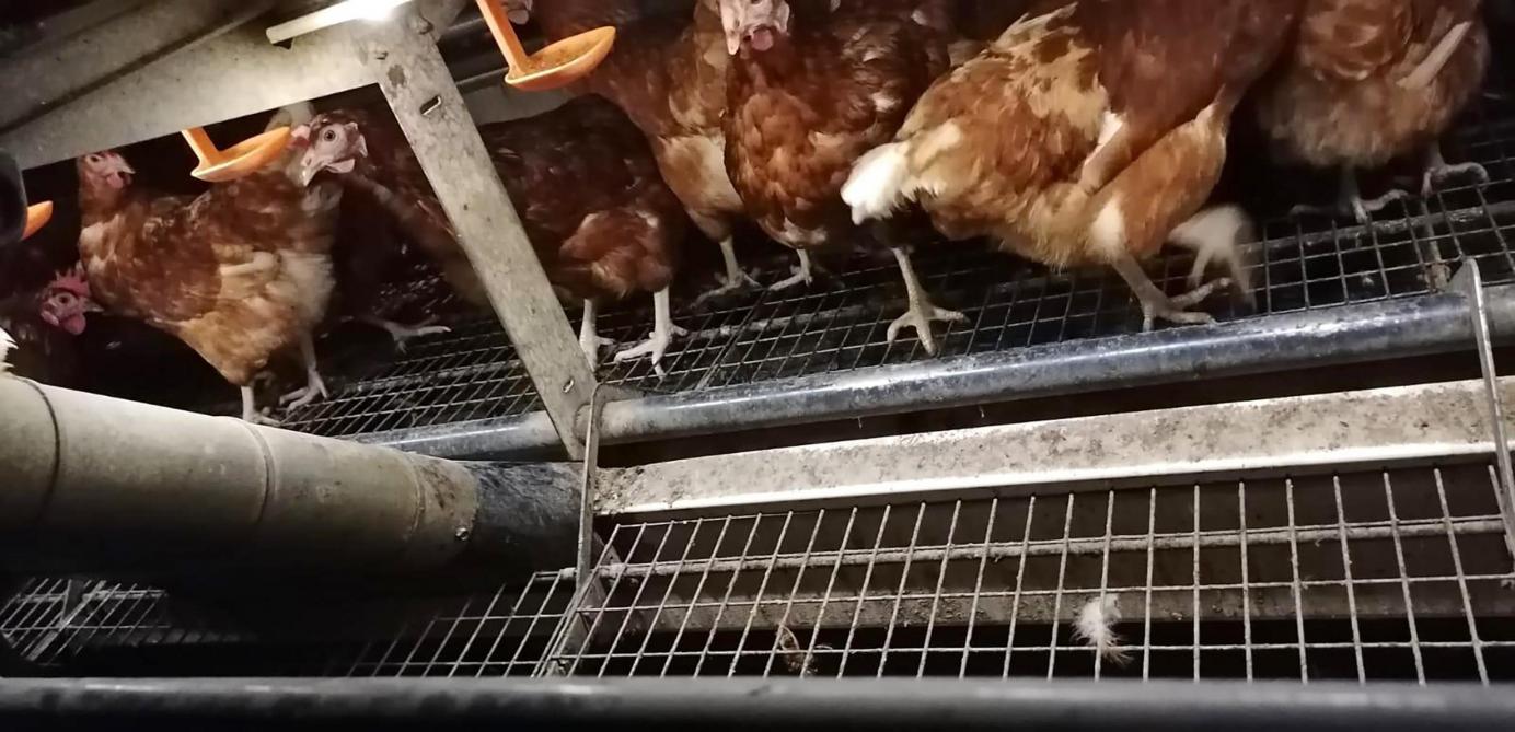 Les fientes tombent sur un tapis, sont préséchées afin de limiter le dégagement d’ammoniac.  Ensuite, elles partent, toutes les semaines, vers une unité de biométhanisation communale.