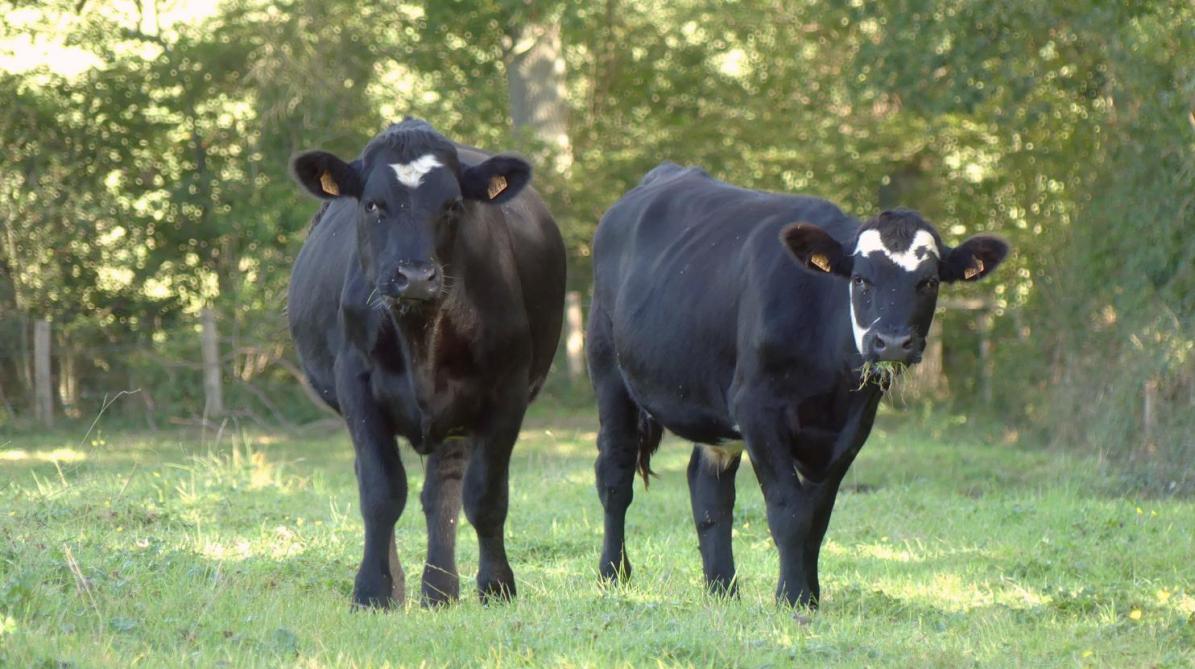 Une quarantaine de veaux croisés naissent chaque année sur le site.