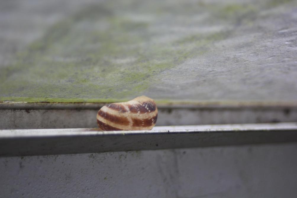 Les replis des structures sont des refuges de bien des ravageurs. Les poussières contiennent  aussi des énormes quantités de spores de champignons. Un escargot attend  les jours meilleurs pour retrouver des plantes appétissantes.