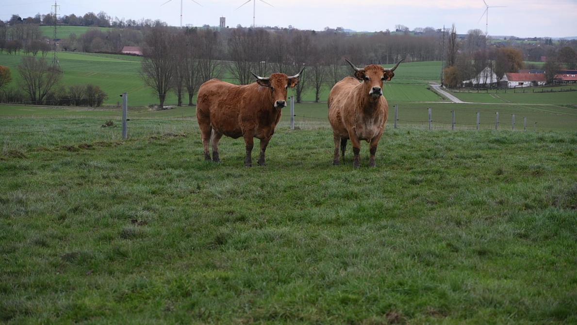 Les vaches de race Aubrac sont appréciées pour leur lait et leurs qualités maternelles.