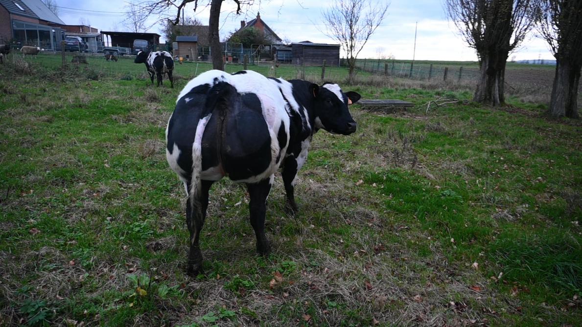 Satellite, petite-fille de Favorite et de Éclaireur de Roupage, une génisse sans ce gène spécifique que l’on verra au concours d’Ath en janvier.