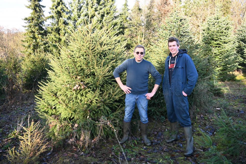 Luc et Aurélien Dubois, éleveurs laitiers, vendent chaque année entre 3.000 et 4.000 sapins.
