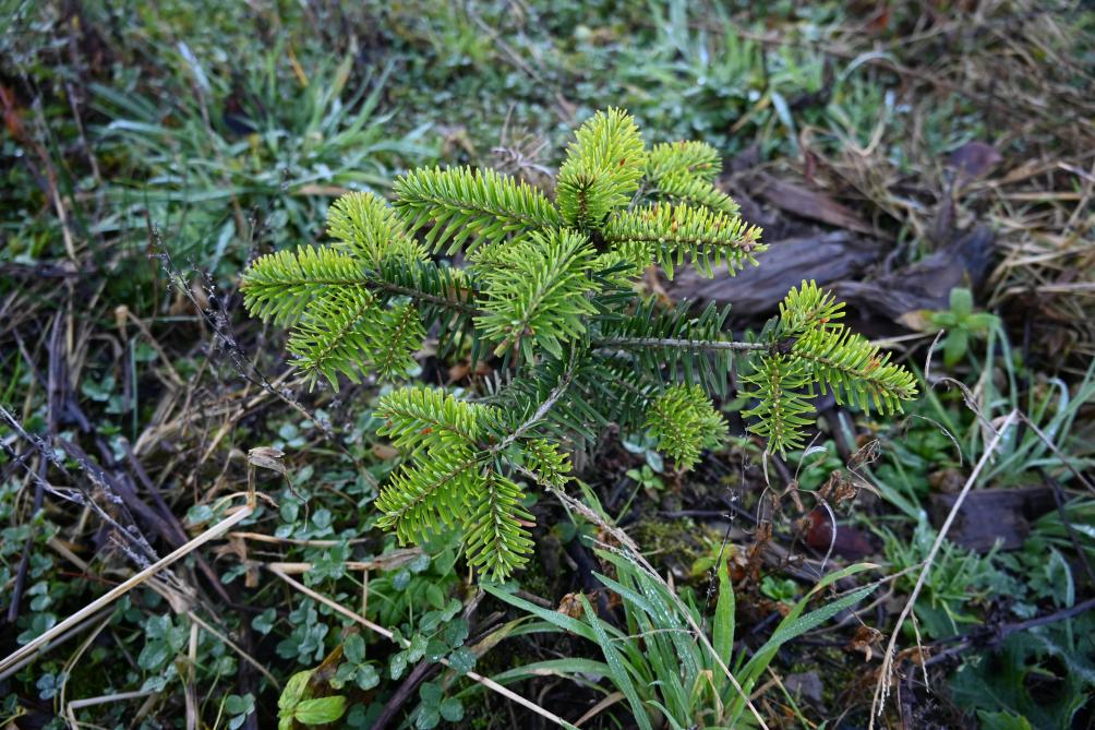 Les plants de sapin sont mis en terre pour 4 à 8 ans et peuvent y rester jusqu’à 20 ans pour les plus grands formats.
