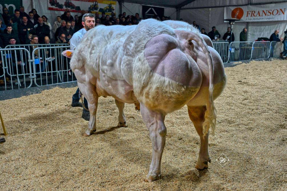 Gin vd Scholienrenhoeve.