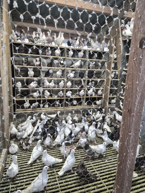 Les pigeons naissent et vivent ici. Durant 3 à 4 ans pour les reproducteurs. Après une baisse de la fertilité  est observée.