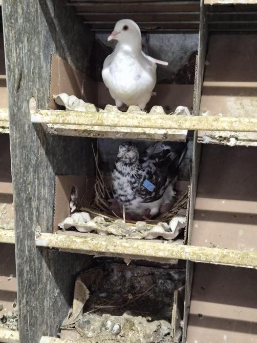 Tant la femelle que le mâle s’occupent de couver  les oeufs.