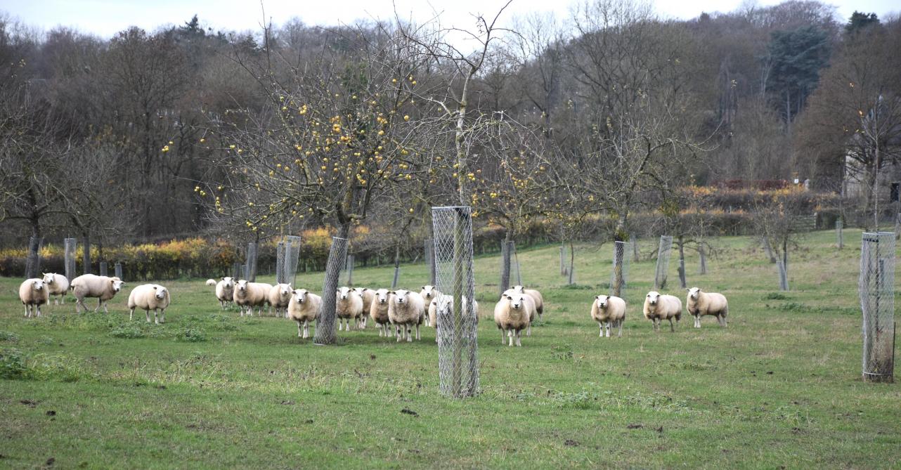 Au Domaine La Falize, les brebis pâturent les couverts, assurent l’entretien des interlignes,  aèrent les sols par leur passage, réduisent l’usage mécanique.