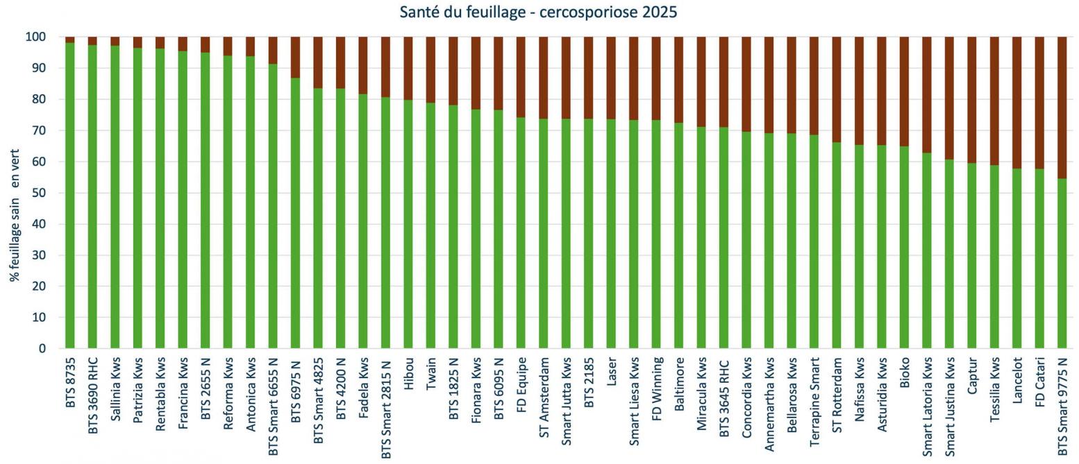 Figure 7: classement des variétés selon le degré de tolérance à la cercosporiose en 2025.