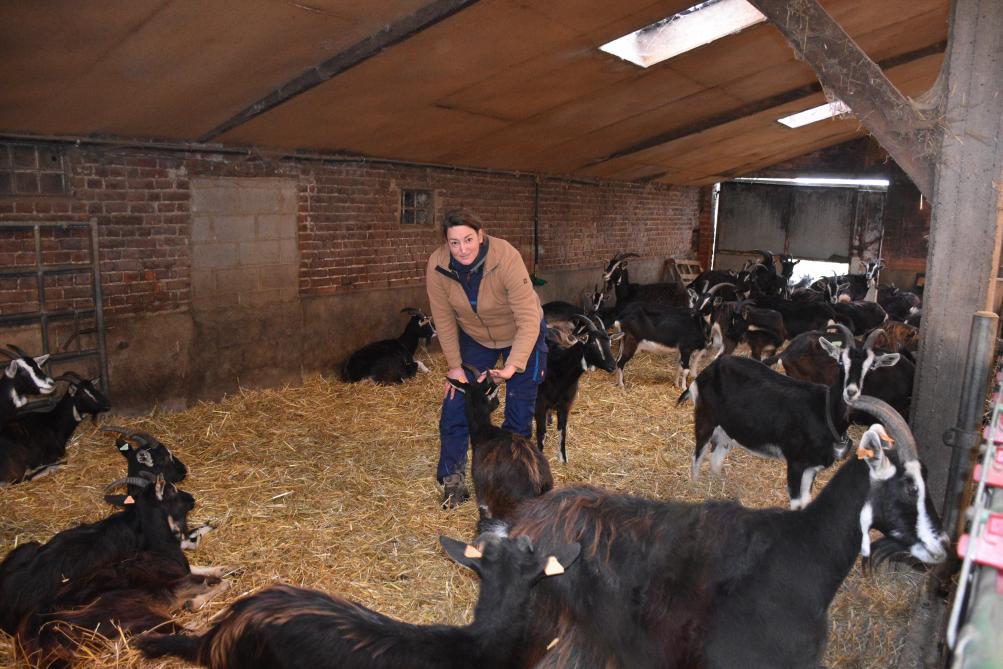 Une cinquantaine de chèvres du Poitou, une race rustique et menacée, peu répandue en Belgique, produit un lait riche,  doté d’une caséine supplémentaire qui lui confère une typicité recherchée.