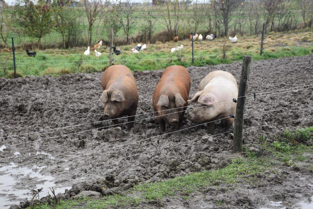 Pendant les vacances, les stages réunissent entre 30 et 40 enfants par semaine. Ils apprennent à identifier les plantes, à comprendre les saisons, à approcher les animaux. La ferme devient école de patience et d’observation.