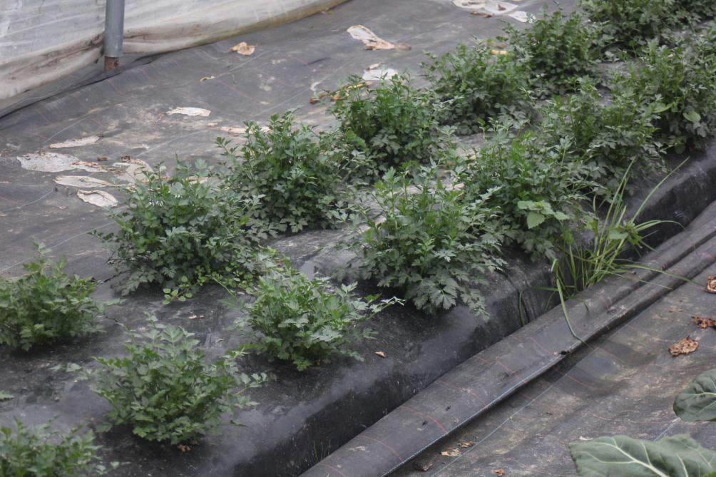 Les paillages interviennent directement sur la rentabilité par les économies de main-d'œuvre permises  lors des opérations de maîtrise de l'enherbement.