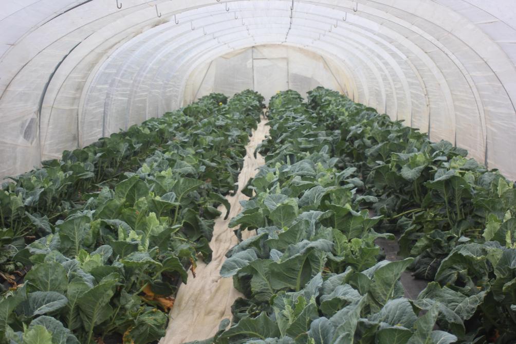 Les abris légers permettent de compléter la période de production à un coût intéressant.