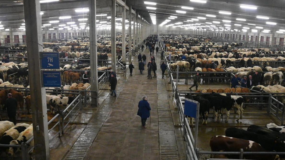 Chaque vendredi, environ 1.500 bovins entrent et sortent de ce lieu.