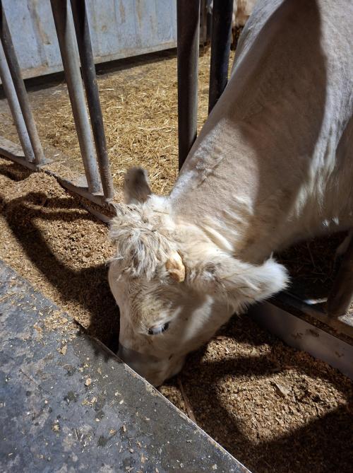 Le maïs faisantpleinement partiede la ration, onveillera à orienterles choix sur base,notamment, decritères de valeuralimentaire.