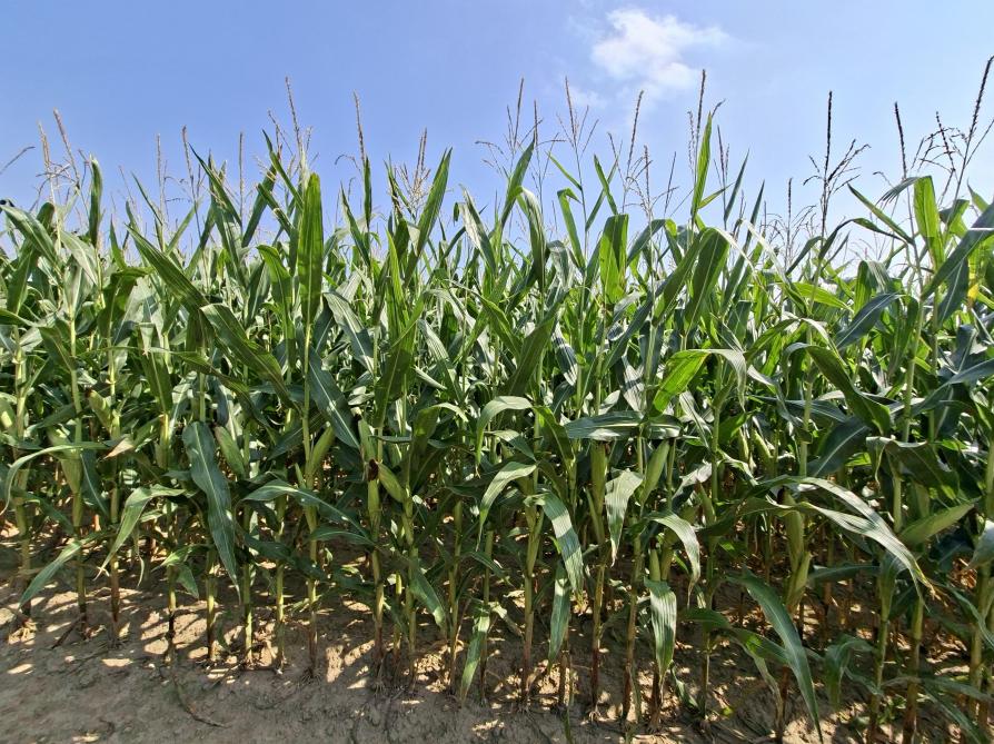 En vue d’assurer les meilleures conditions  possibles  de récolte, la tenue de tige constitue un critère de choix essentiel.