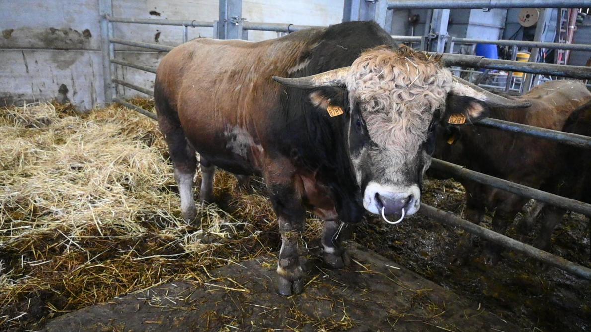 L’éleveur espère pouvoir exposer ce taureau, né en France, lors de la prochaine Foire de Libramont.