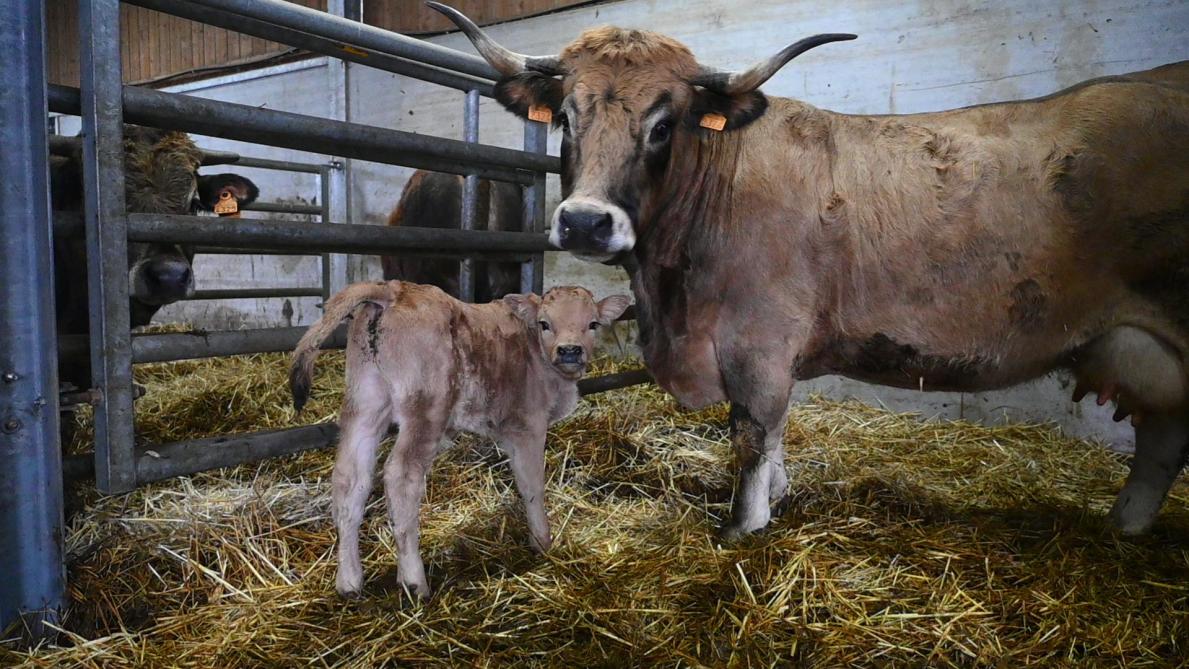 Mignonne, 10 ans, a donné naissance à ce veau qui a lancé la saison des vêlages.