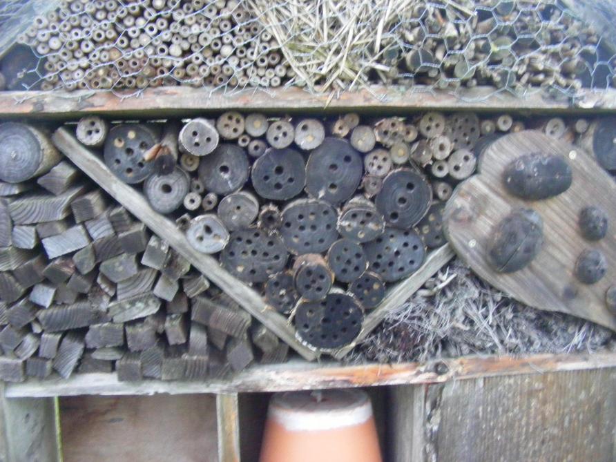 Les trous préformés, de tailles variées, permettent de s’adapter à une grande diversité d’espèces d’insectes.