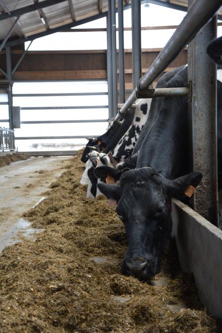 Le bouquet  variétal sera confectionné en tenant compte, notamment, de la teneur en amidon et en VEM des différentes variétés sélectionnées.