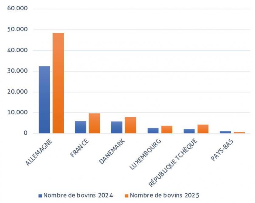 Figure 1 : nombre de bovins importés en Belgique en 2024 et 2025 depuis les principaux pays exportateurs (source : Arsia).