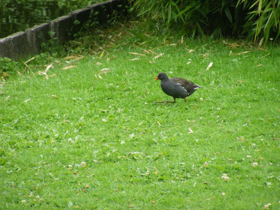 Les tontes  de pelouses compostées  sont une source importante  de matières  organiques.