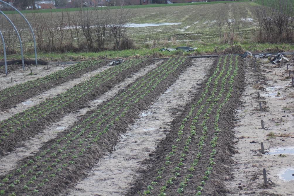 La haie protège les cultures en ralentissant le vent et  en hébergeant une foule d'auxiliaires indispensables  en maraîchage moderne.