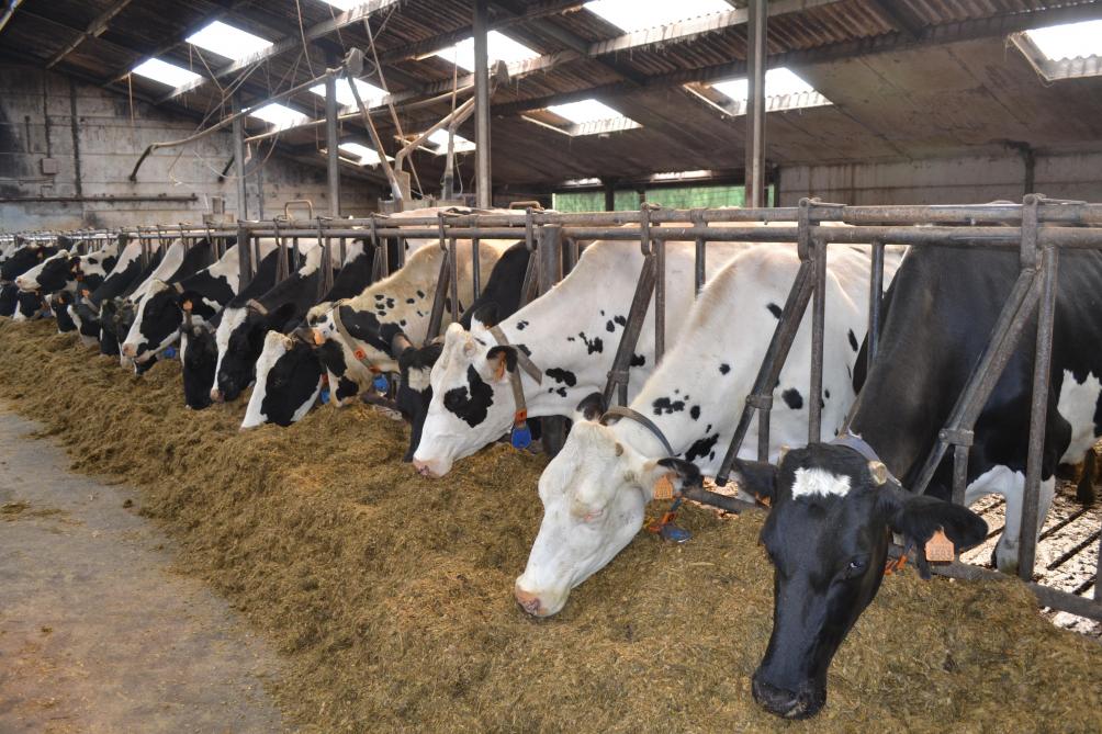 Dans une exploitation laitière, le prix  du lait conditionne absolument tout :  les investissements possibles, les remboursements, le revenu du ménage, et  parfois la simple capacité à continuer.