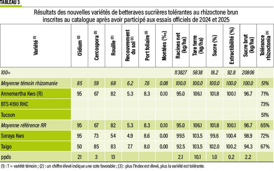 03-betteraves-03-web