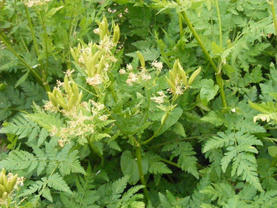 Le cerfeuil musqué ou cerfeuil perpétuel a toute sa place dans un potager mené en permaculture. Les feuilles ont une saveur et un goût anisé, apportant une touche positive à bien des plats et boissons. Comme plante vivace, elle abrite les insectes auxiliaires qui seront sur place dès l'arrivée des premiers ravageurs tels les pucerons.