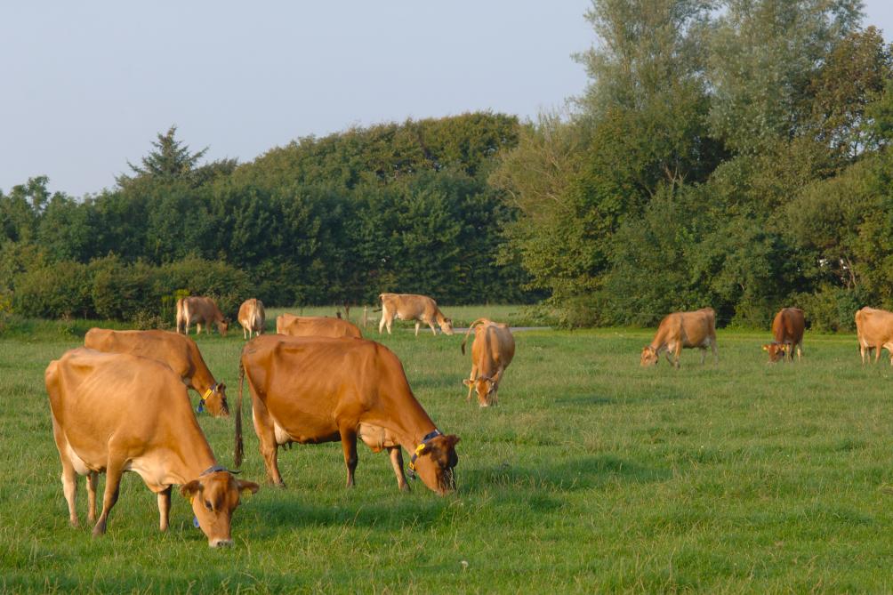 Dans la quasi-totalité des cas, les symptômes ont disparu ou fortement régressé en deux à dix jours après l’arrêt  du Bovaer, ce qui encourage les éleveurs à soupçonner une toxicité de l’additif.