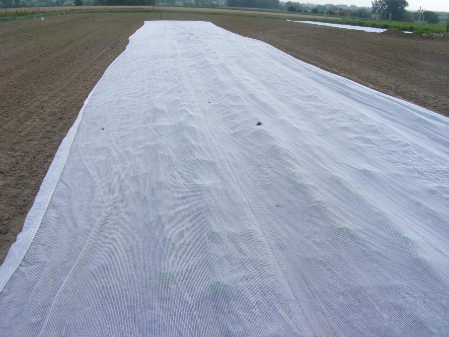 La pose de filets est une opération a mener par temps calme. Leur lestage doit être soigné.