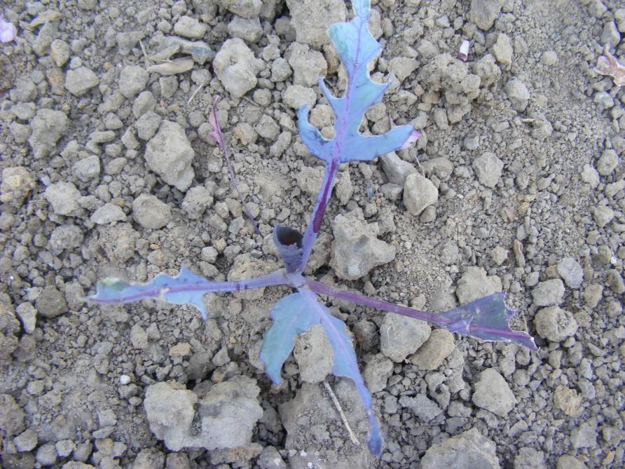 Les pigeons ramiers peuvent provoquer des dégâts considérables en cultures maraîchères.  Le choux pommé rouge ne fait pas exception.