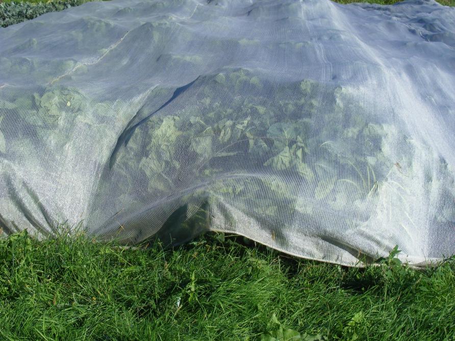 La moindre faille permet aux insectes de s'infiltrer sous le filet.