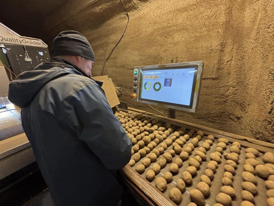 La famille a récemment investi dans une table électronique de tri qui permet de traiter 10 t de plants à l’heure.