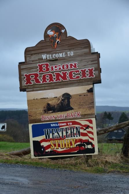 Aucun doute, des bisons sont bien établis à Orchimont !