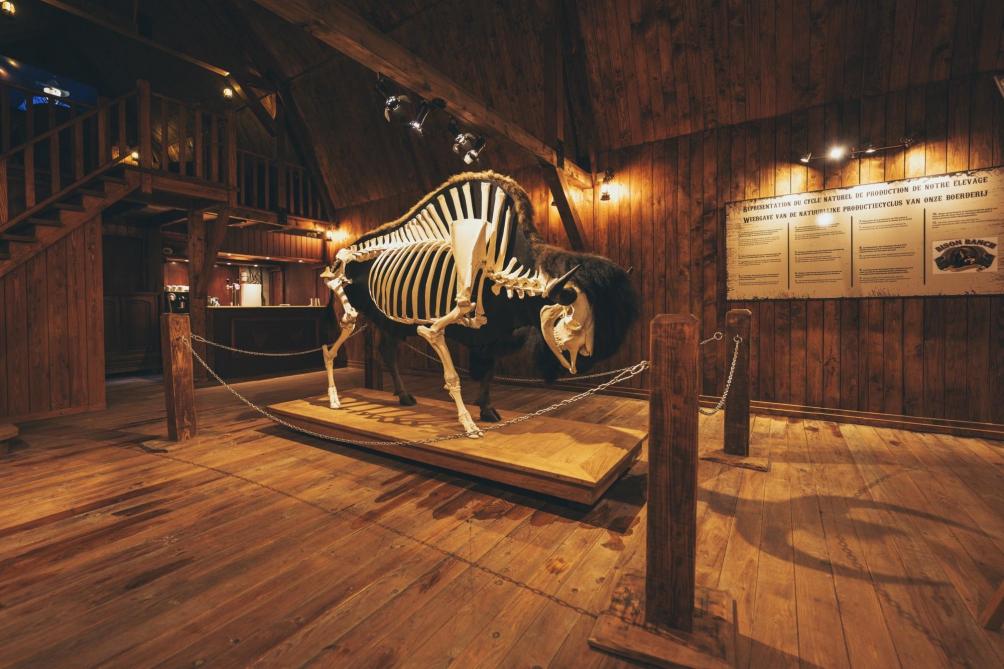 Au cœur du Barn, un bison naturalisé permet aux visiteurs de découvrir cet animal, tantôt côté fourrure, tantôt côté os.