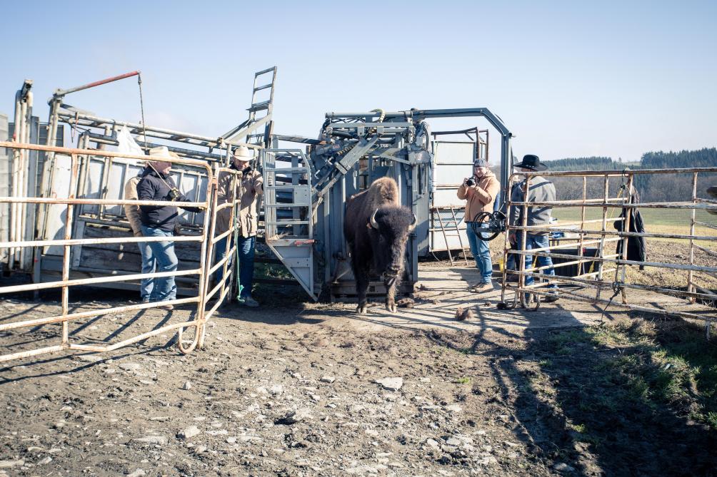 Le bison demeure un animal sauvage pouvant atteindre une vitesse de 60 km/h et nécessitant un équipement spécifique pour être déplacé ou contentionné.