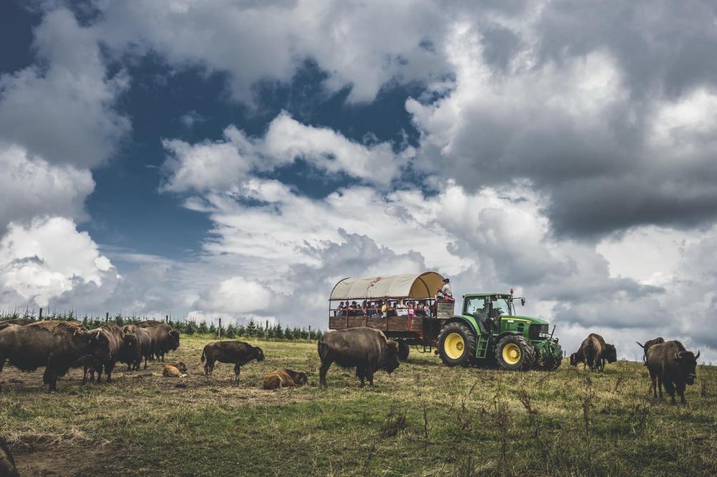 Chaque année, 6.000 à 9.000 visiteurs prennent part à une visite guidée, dans un chariot bâché typique de pionniers américains.