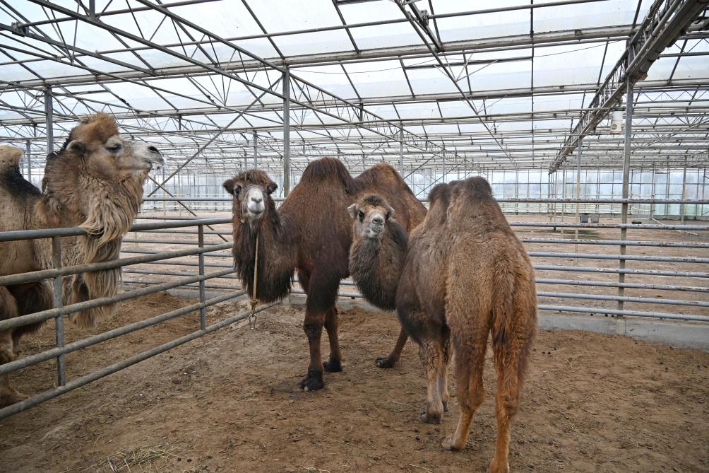 Ces deux jeunes chameaux sont nés en 2020 et 2024.