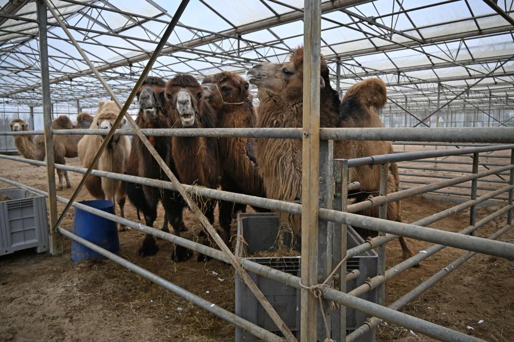 Durant l’hiver, les chameaux sont hébergés dans une serre transformée en étable.