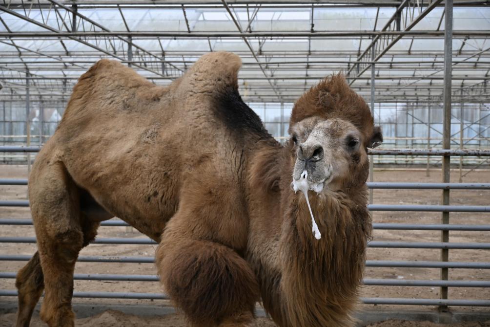 Pendant le rut, le mâle produit de la mousse au niveau de la bouche et maigrit fortement.