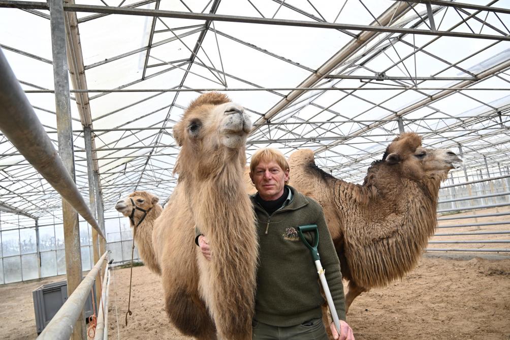 Geert Sergeant, à la tête d’un cheptel de neuf animaux, est un des rares éleveurs de Flandre à posséder des chameaux.
