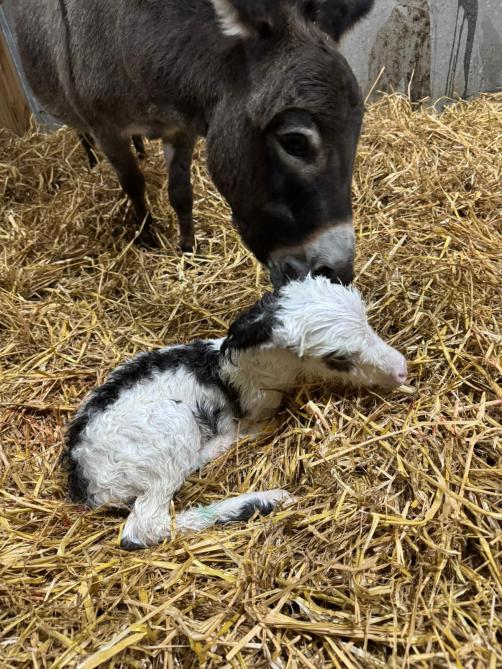 La gestation dure un an en moyenne. L’éleveuse est présente lors de l’ânonnage afin d’être certaine que tout se déroule correctement.