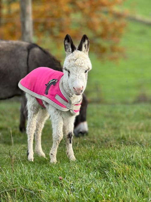 Les ânons partent dans leur nouvelle famille à l’âge de six mois.