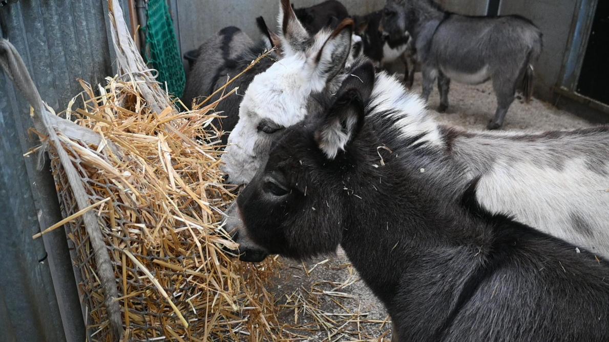 Les ânes ont besoin de fibres. Ils reçoivent donc de la paille à volonté.