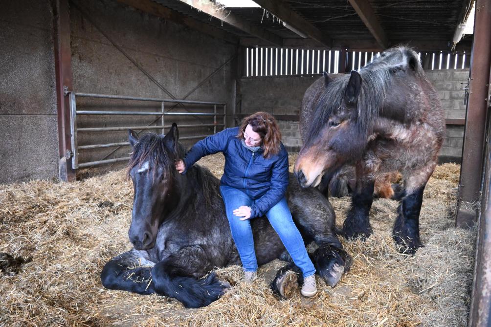 L’éleveuse décrit les chevaux de Trait belge comme des animaux très calmes et très doux.